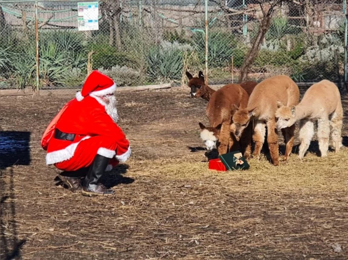 Les animaux du Zoo de Bougras accueillent le père Noël