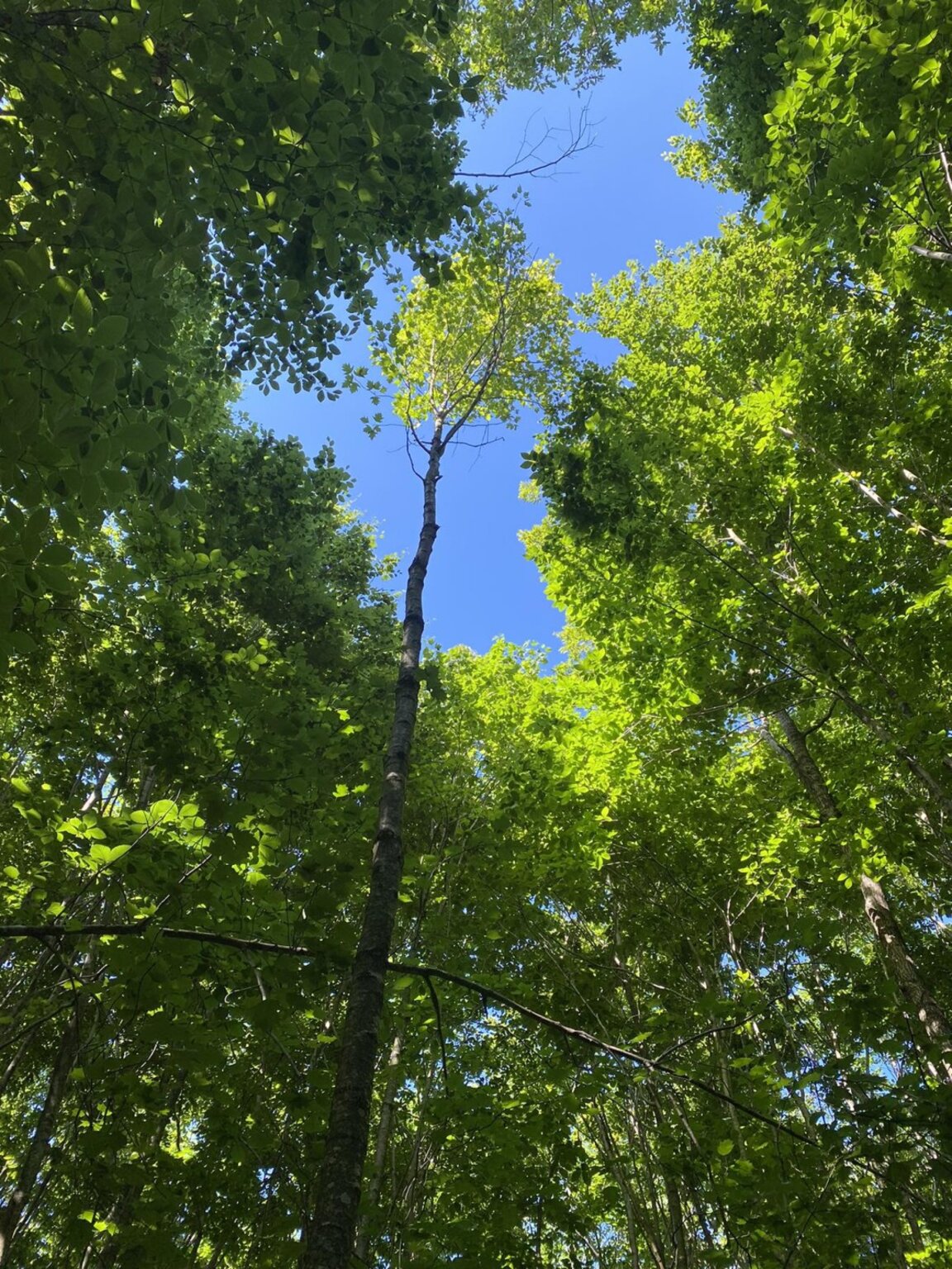 Ветровит петък