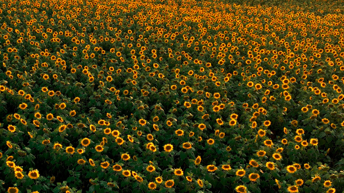 Du tournesol importé d'Argentine n'est pas aux normes de l'UE