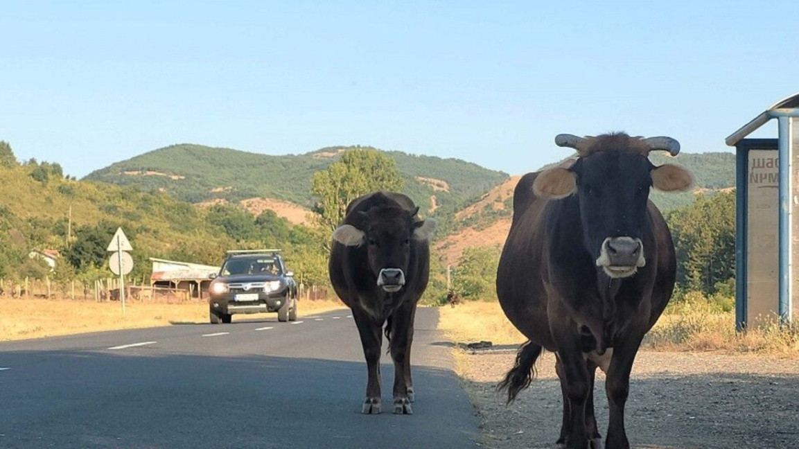 Ana yollarda sahipsiz inekler trafik kazalarına davetiye çıkarıyor