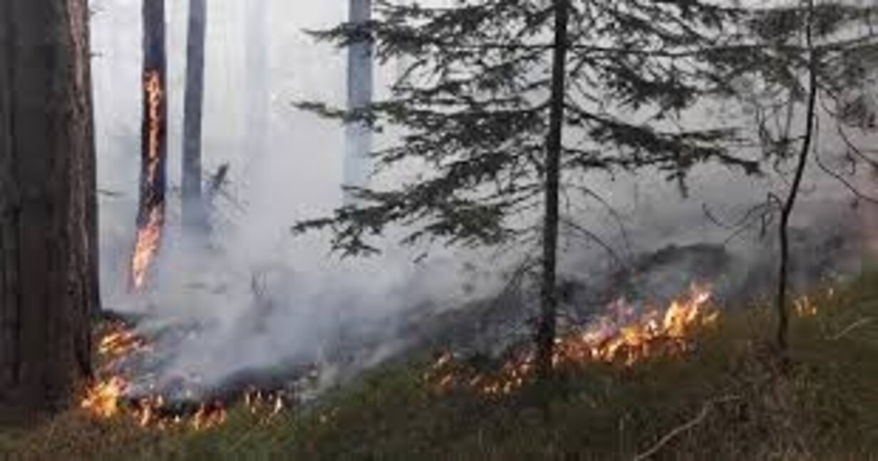 Горски служител пострада при пожар, изпепелил 10 дка гора над Белово