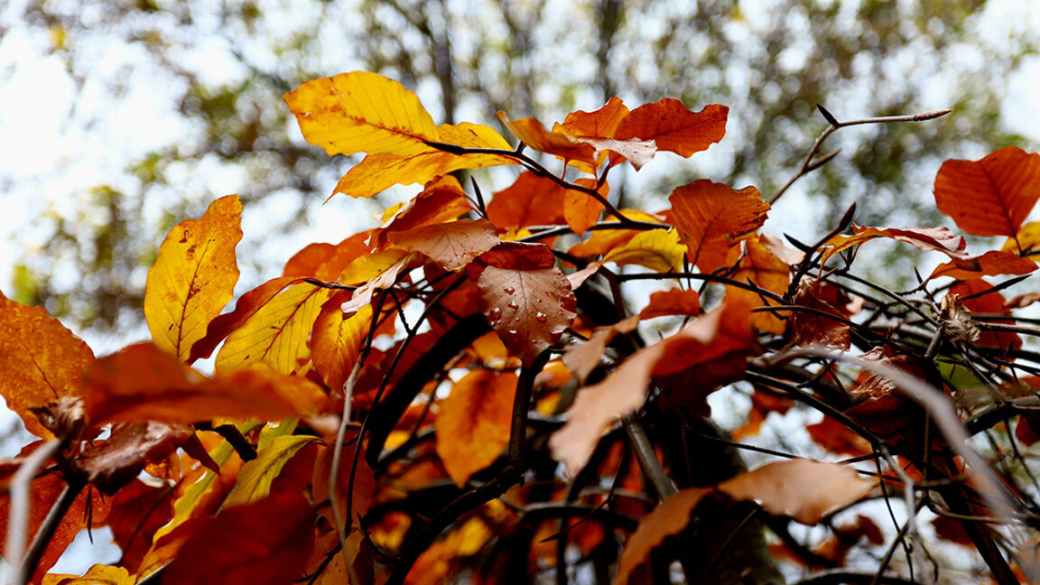 Météo : L’automne est bien installé…