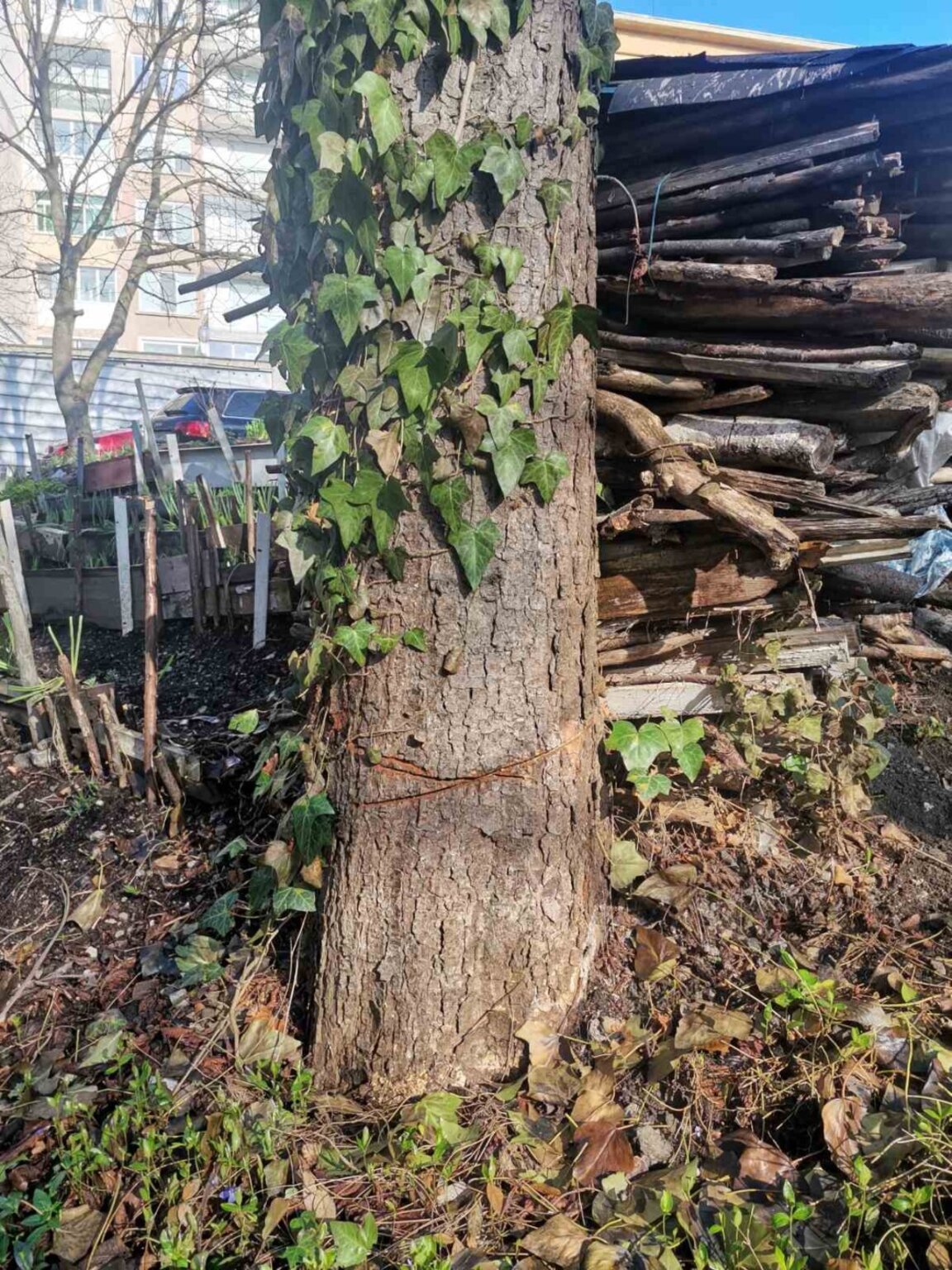 В Габрово са увредени дървета край вилата на Пенчо Семов