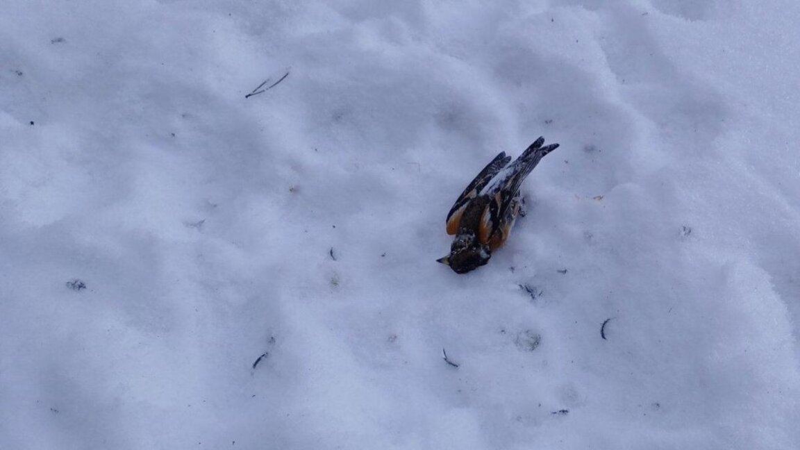 1007 са мъртвите птици след новогодишната нощ в Копривщица