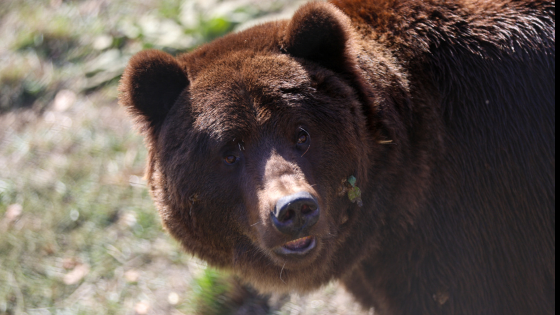 Achtung, Bär! Vorfall in Karlowo entfacht neue Debatte über das Zusammenleben