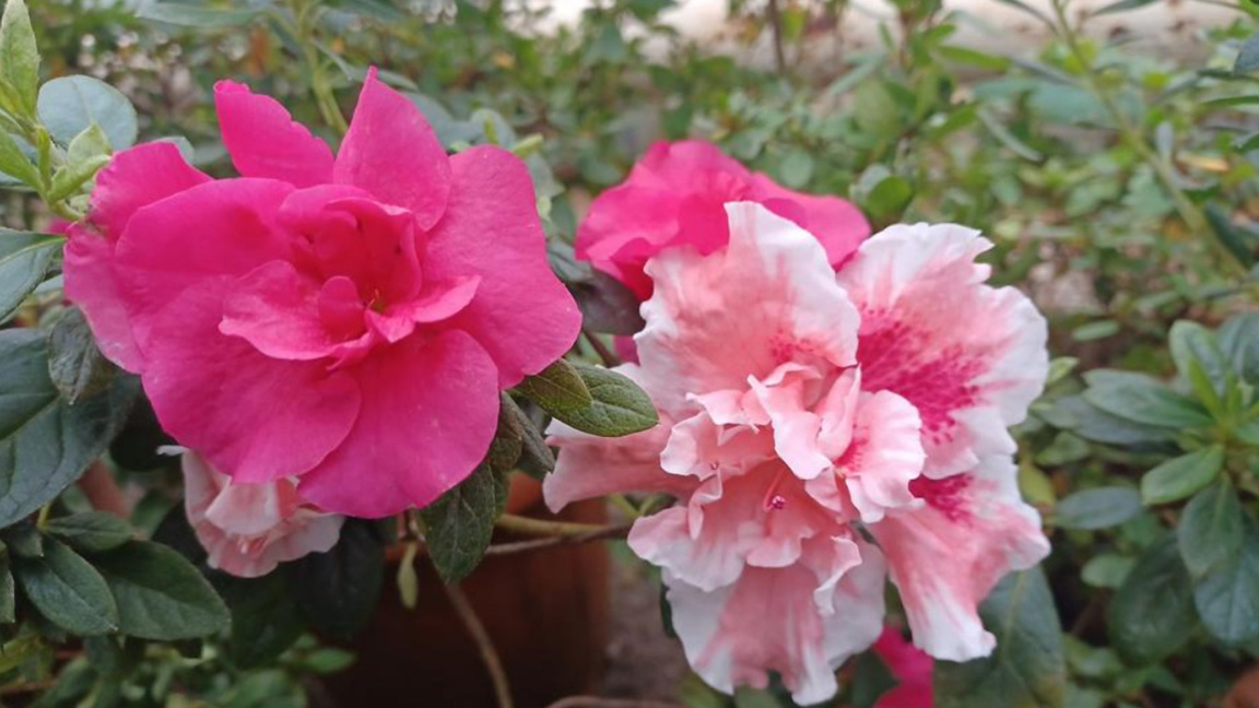 Azaleas and rhododendrons in the Botanical Garden of the Academy of Sciences
