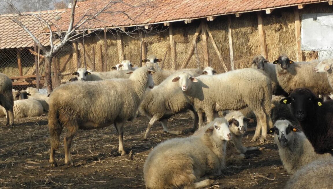 Финансово подпомагане на фермерите, отглеждащи овце и кози