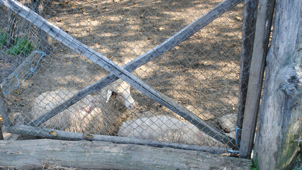 Огнището на "син език" е открито в нерегистриран обект в габровското село Пенковци