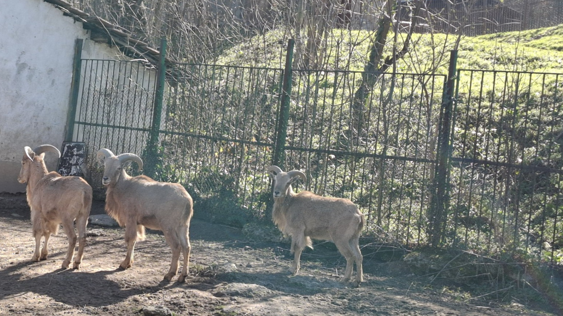 Зоопаркът в Ловеч