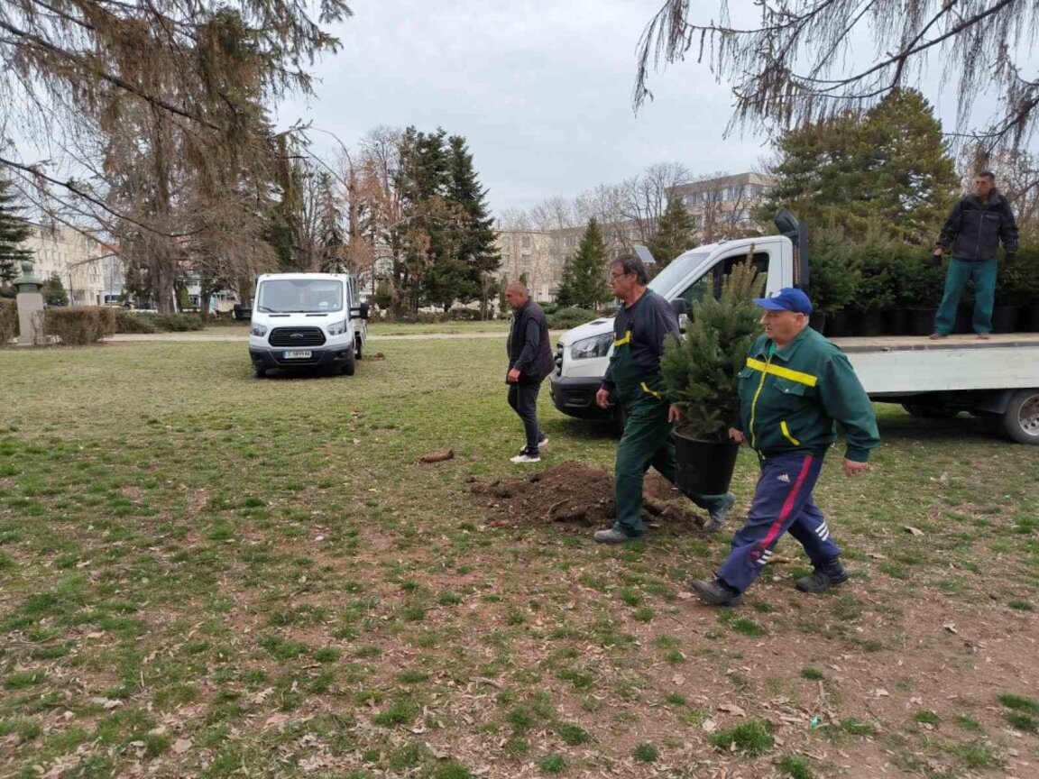 Залесяват с иглолистни дръвчета