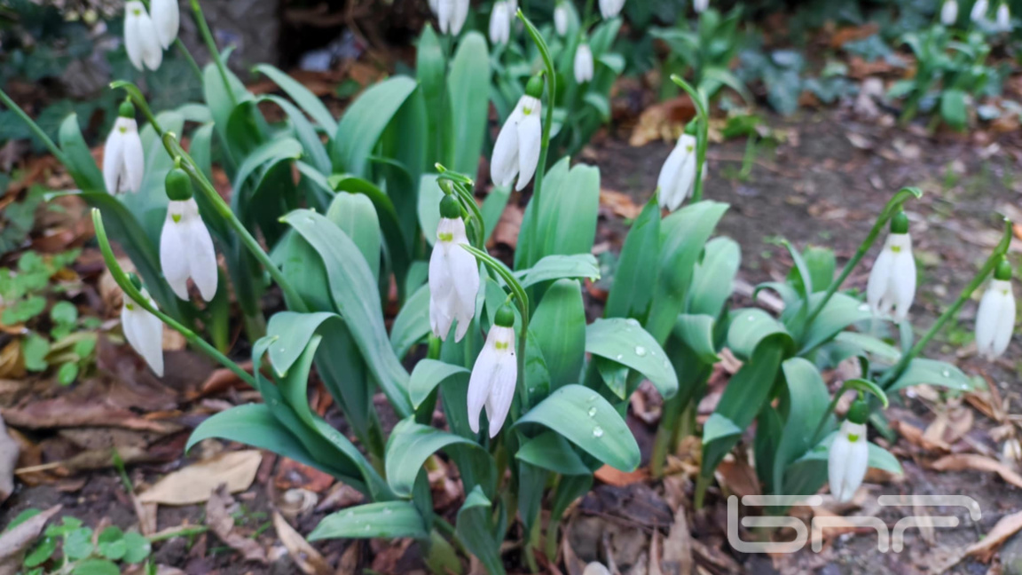 кокичетата цъфнаха