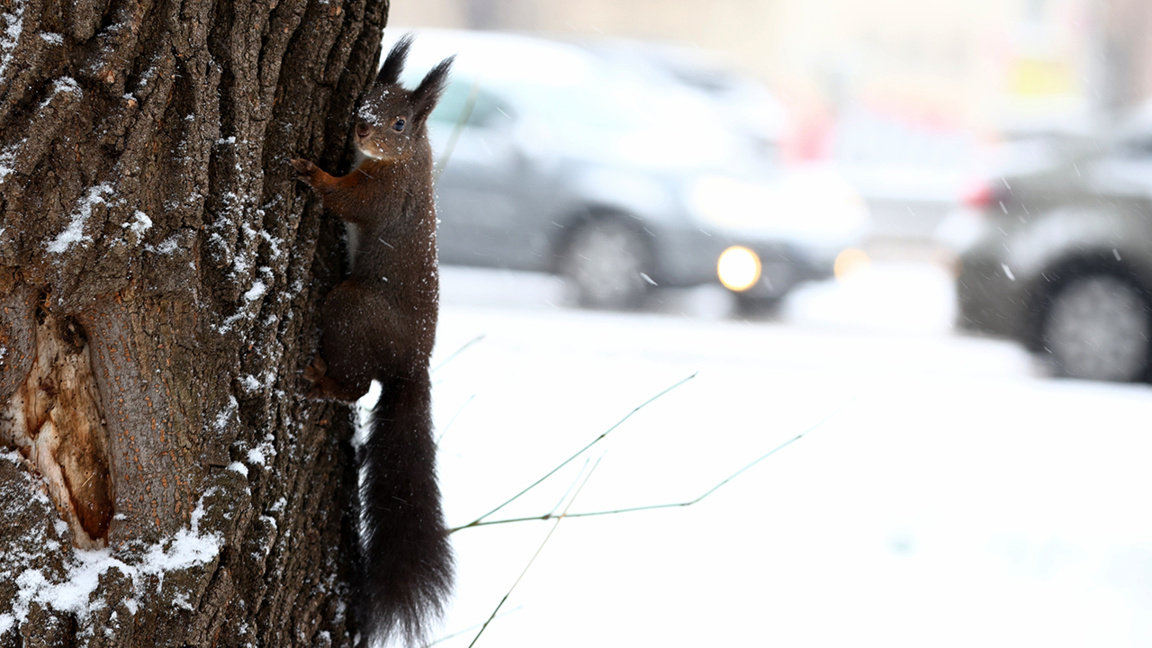 Parashikimi i motit për 9 janarin