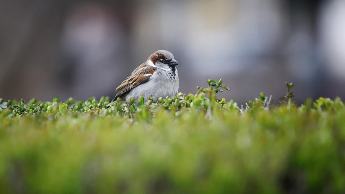 През почивните дни остава облачно с вале...