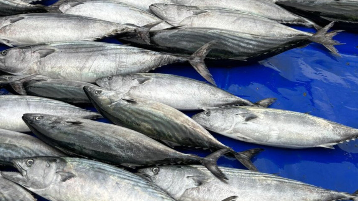 Sezonul bonito îi atrage pe bulgari la Edirne cu prețuri mici