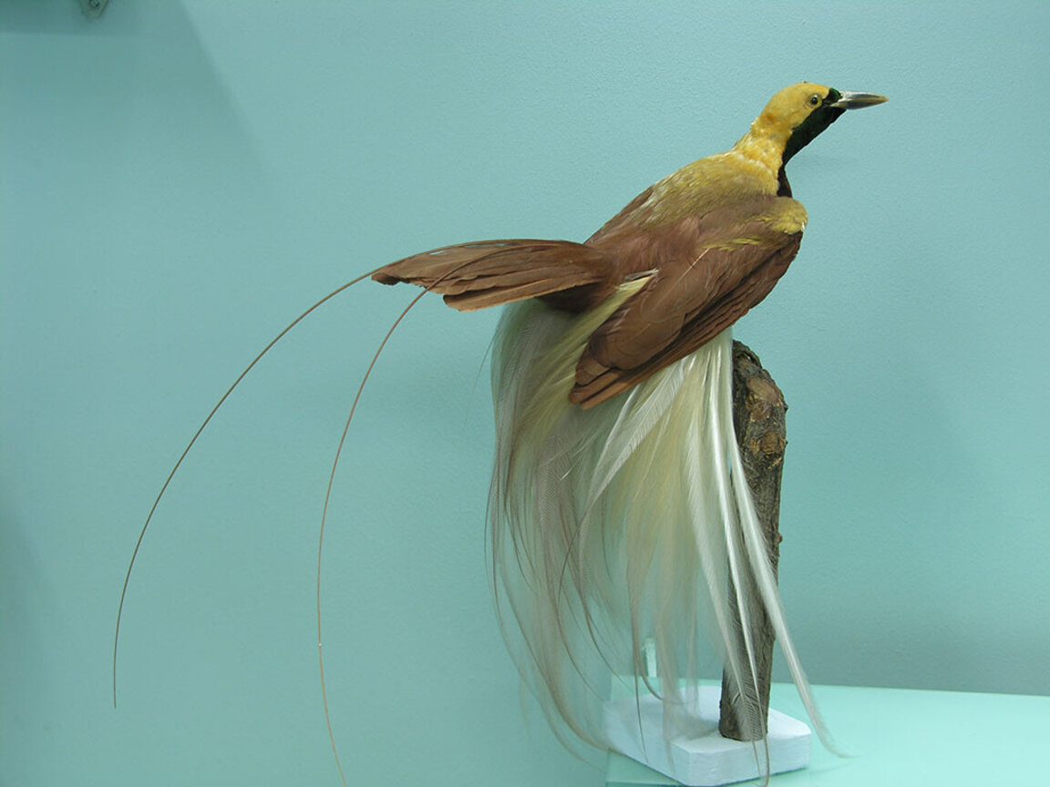 Национален природонаучен музей – епизод 3: Изчезнали и намерени видове