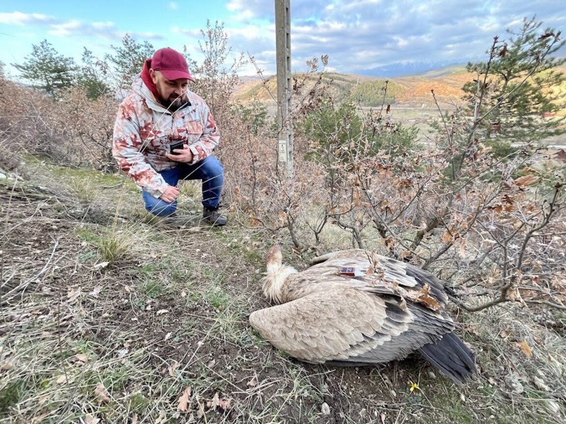 Отровени белоглави лешояди в зона край Благоевград