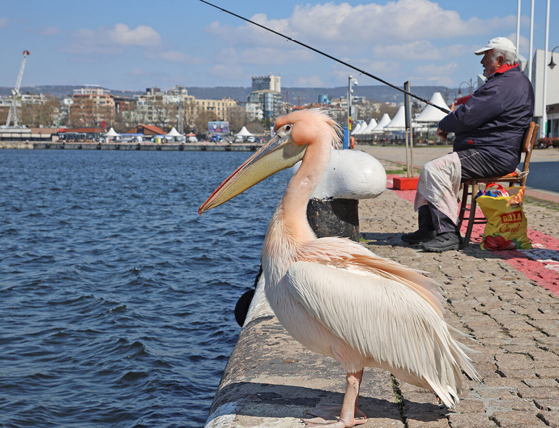 Un pelican roz pe nume Stoicio devine o adevărată atracție pentru locuitorii din Varna
