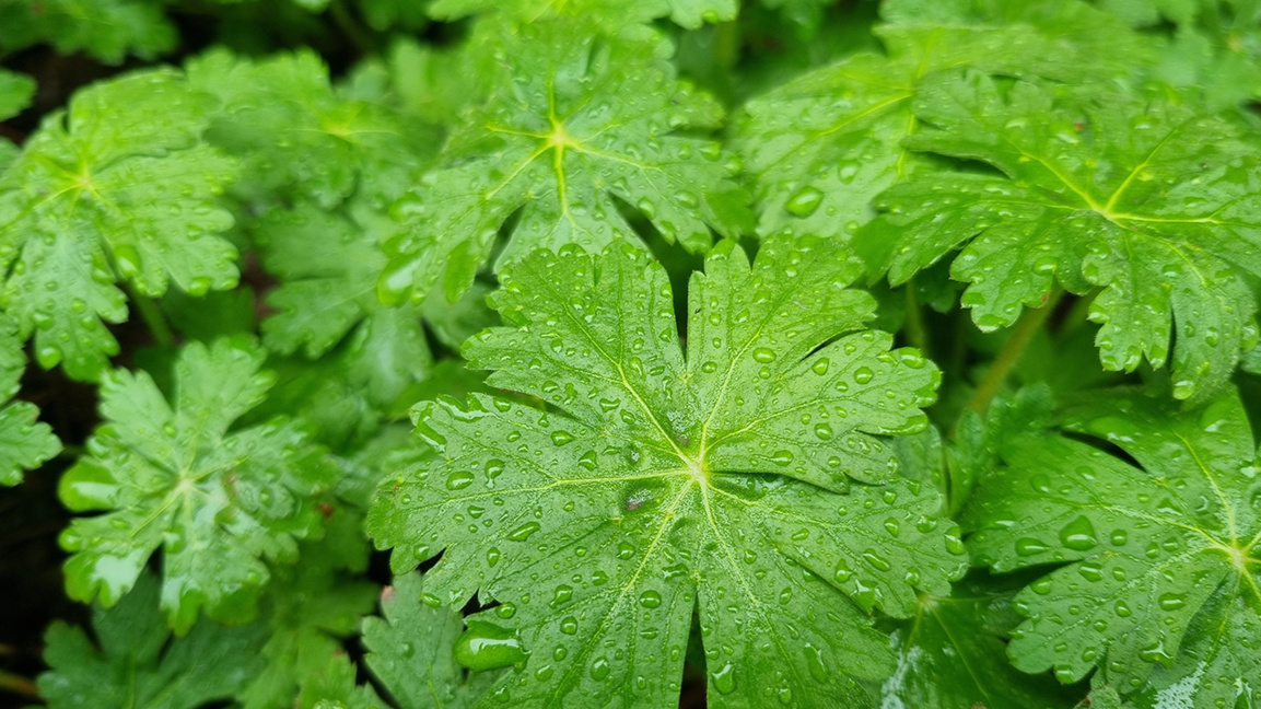 Salı günü sabah güneşli, öğleden sonra yağışlı hava seyredecek