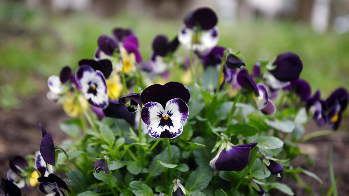 Spring will show its true face for a day