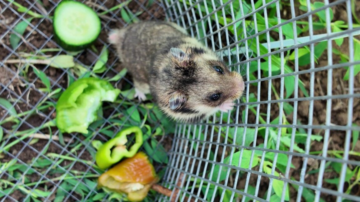 Пуснаха редки гризачи в природата