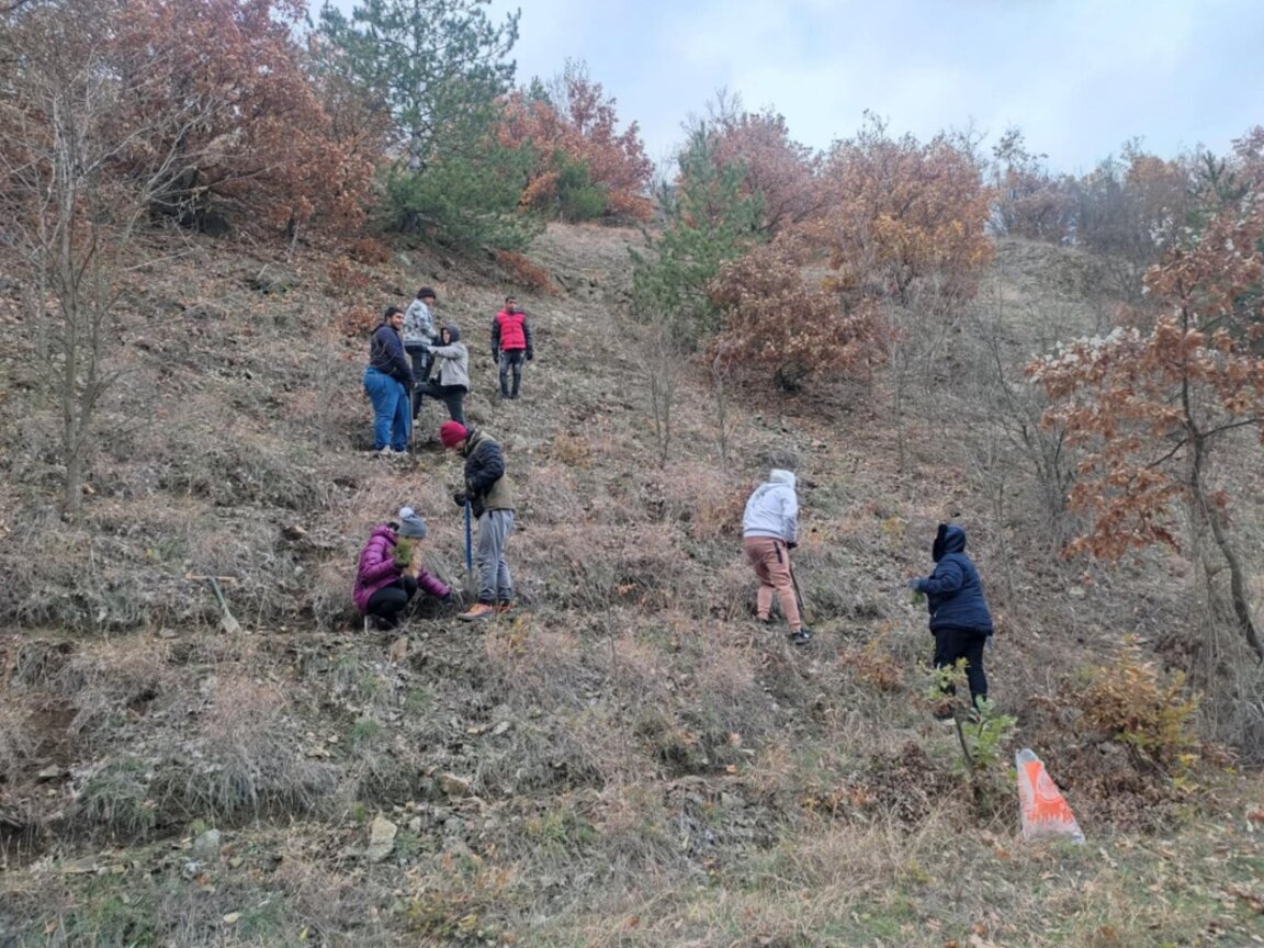 Посадиха борова гора край село Тополница