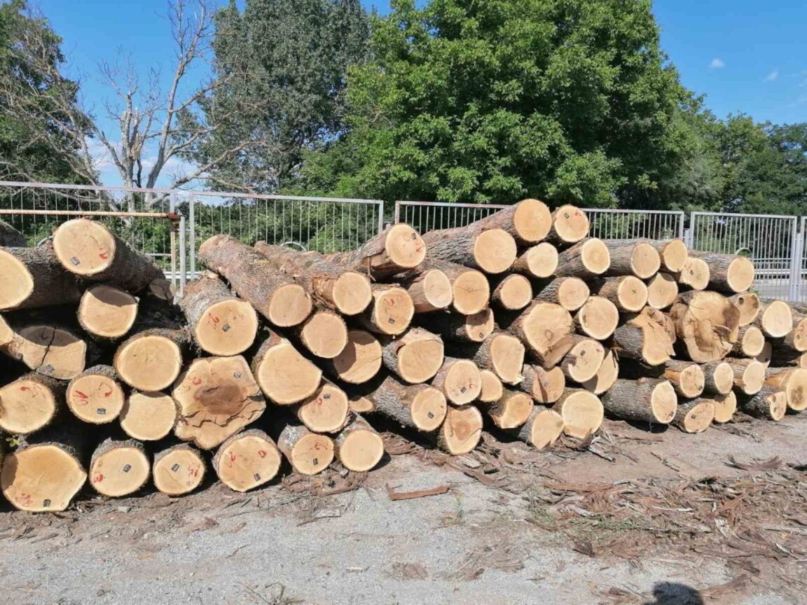 Полша ще включи дървесината в списъка на стратегическите суровини