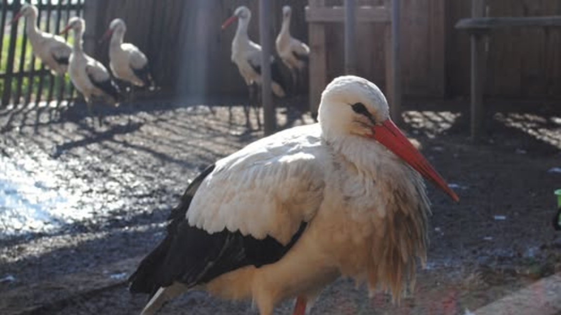 Пускат излекувания щъркел Антон отново в природата 