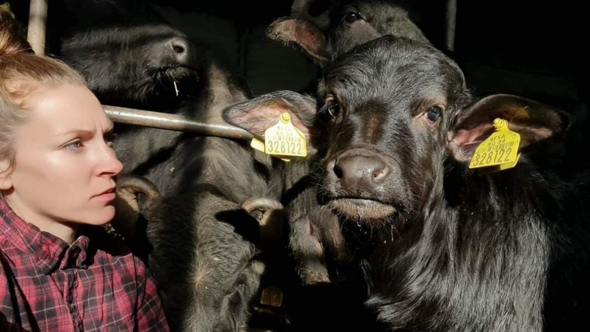 Tsveti and her buffaloes of the Bulgarian Murrah breed