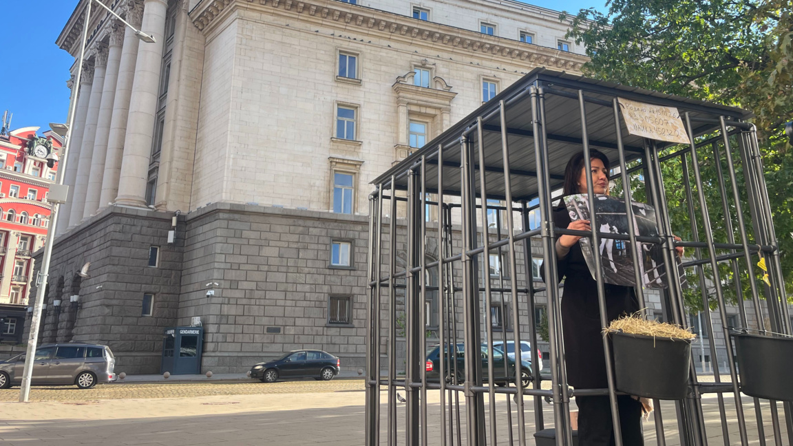 Доброволци влизат в клетка до парламента в протест за защита на телетата