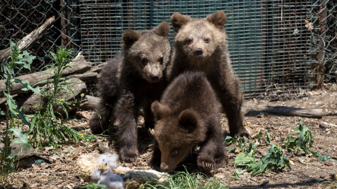 WWF България насочва вниманието към опазването на мечките