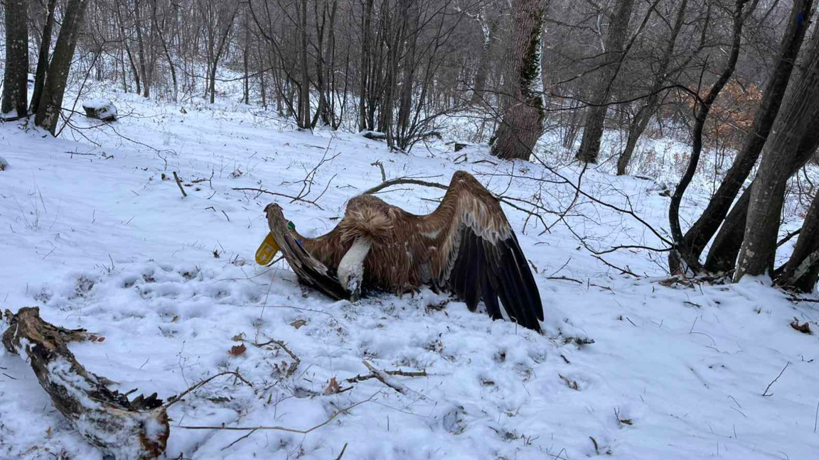 белоглав лешояд