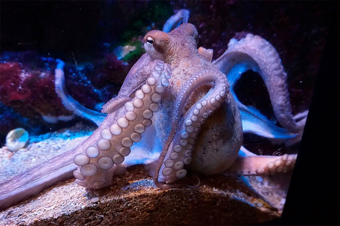 В “Гринпис“ потребовали от болгарского правительства призадуматься над судьбой мирового океана