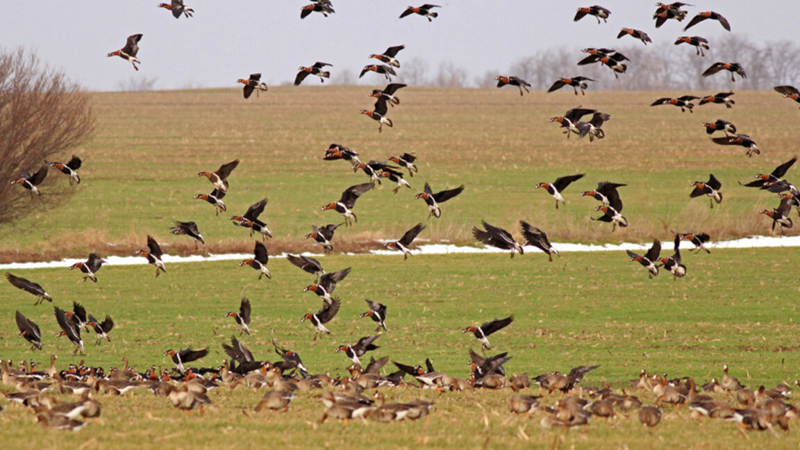 Птиците в земеделските земи намаляват
