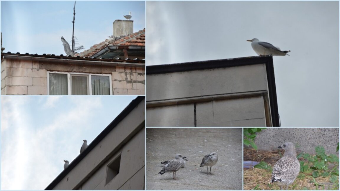 Чайките - новата атракция на Видин