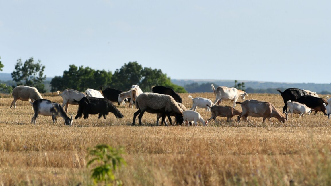 Koyun ve keçilerde çiçek hastalığının yayılması endişe verici olmaya devam ediyor