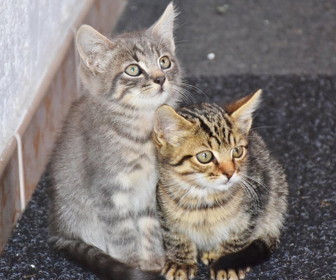 Civil society calls for effective policing and an end to animal cruelty