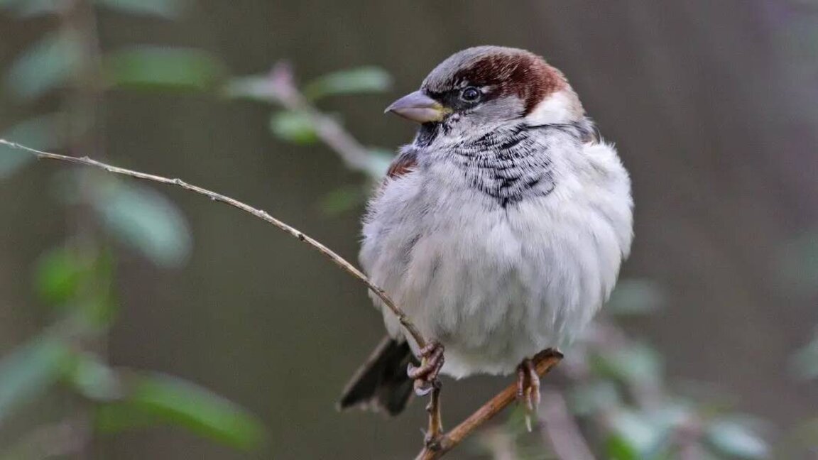 Nouveau recensement des moineaux en Bulgarie...