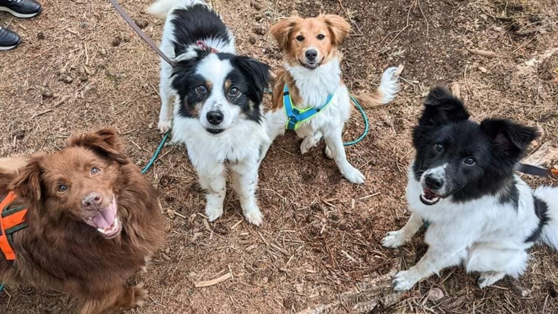 Shelter for homeless dogs in Veliki Preslav