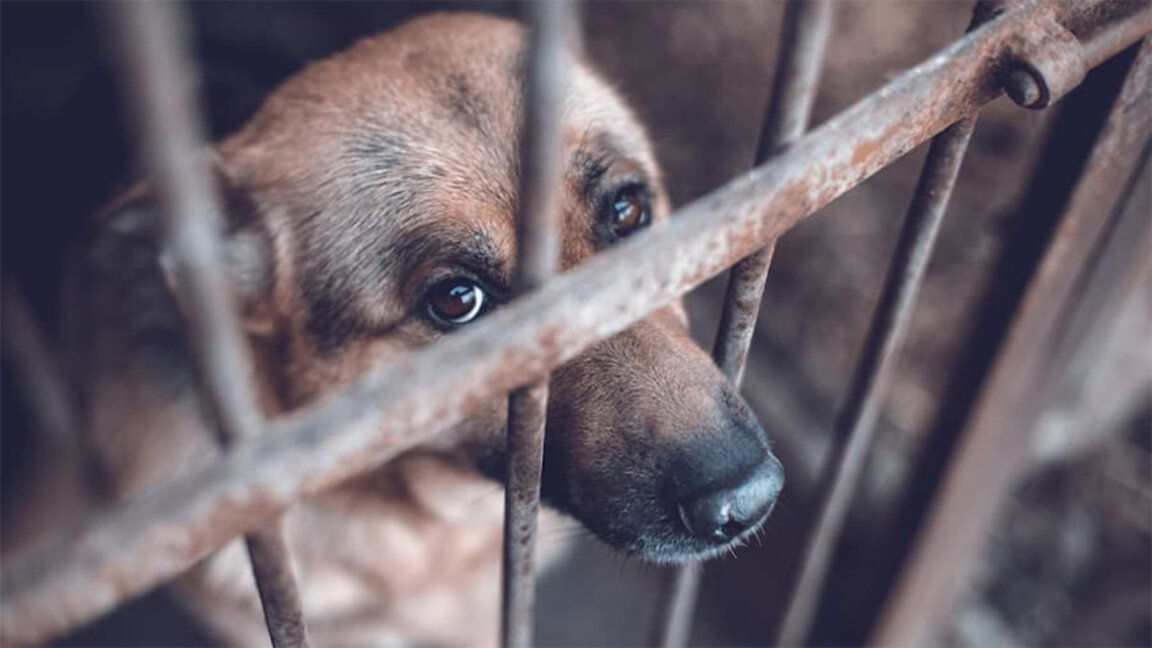 Cruzimea față de animale va fi sancționată mai sever