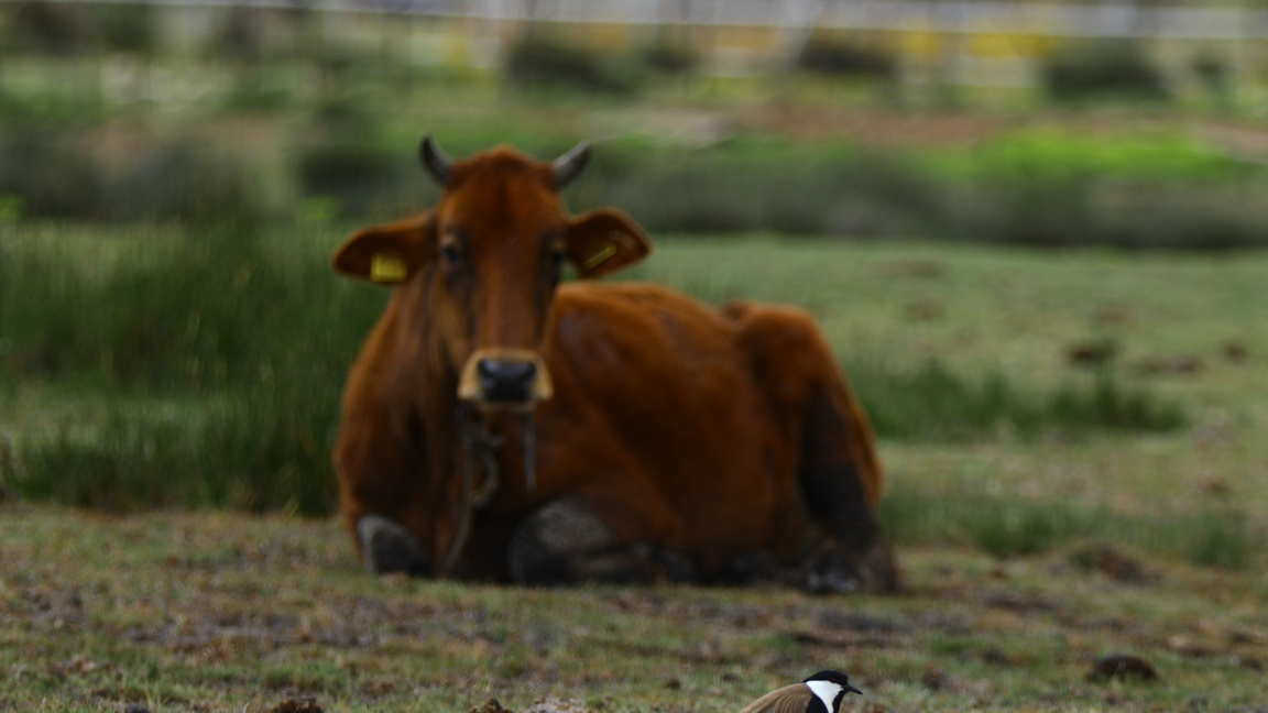 Кипър: Земеделци искат средства за борба с разпространението на шап