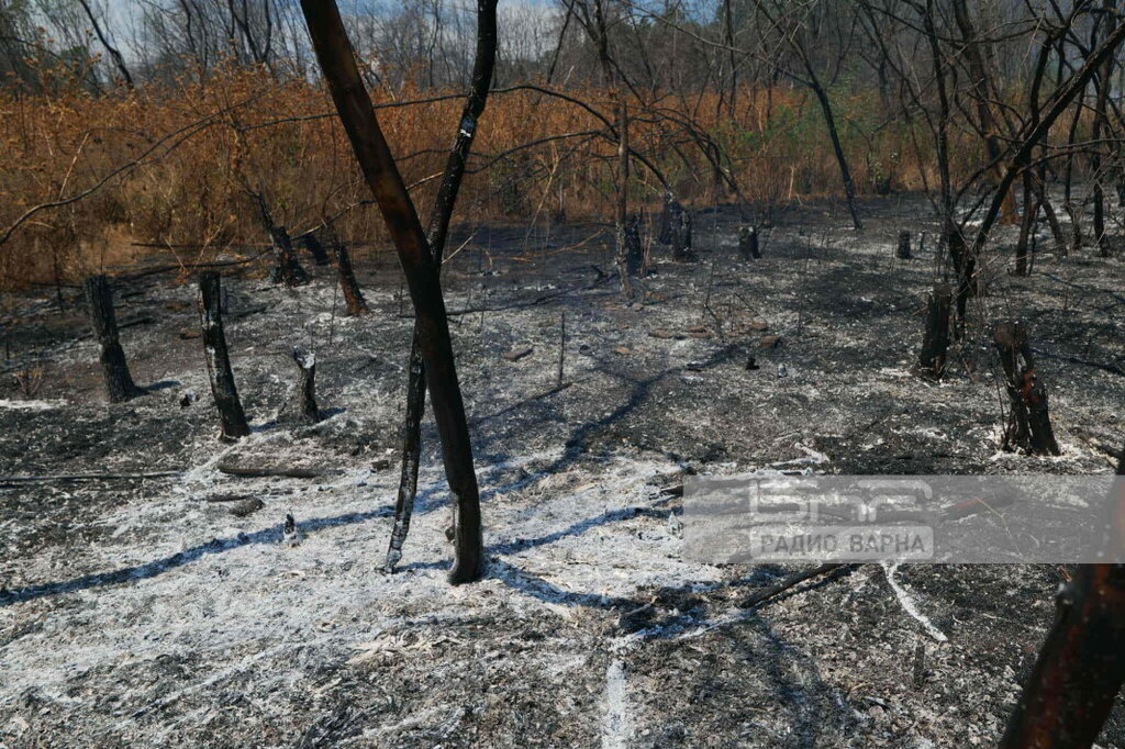 Пожар в гората над "Владиславово"