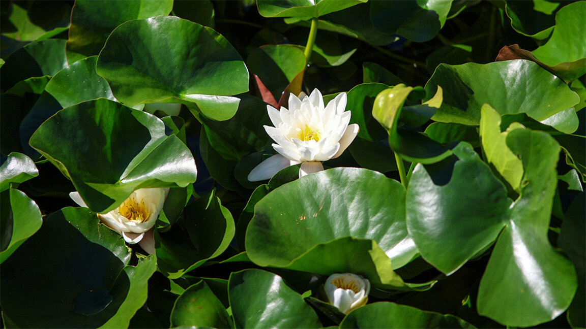 Слънчево и почти тихо, с температура в София около 15°
