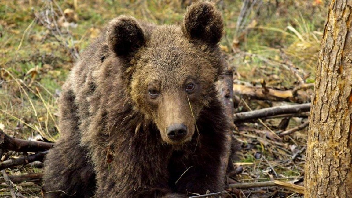 Ще броят кафявите мечки чрез събиране на генетичен материал