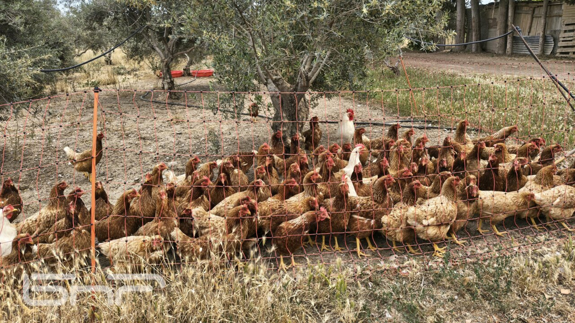 Kesime gitmekten kurtarılan tavuklar gıda atıkları problemine çözüm getiriyor