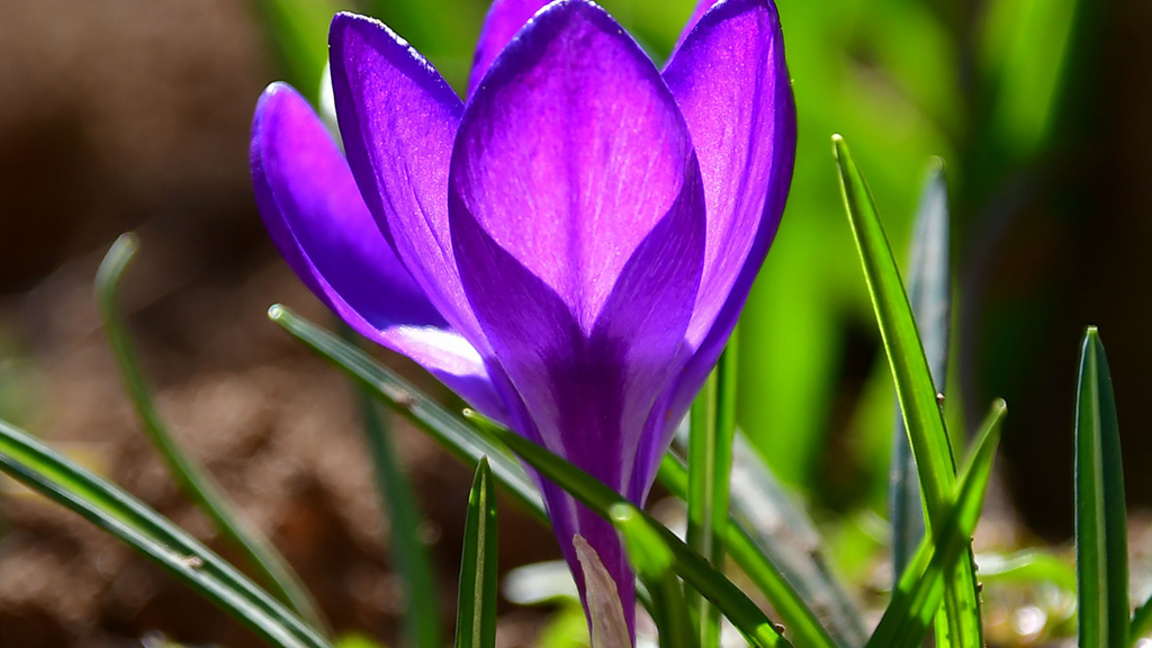 Sabah saatlerinde serin ve sisli, gün içinde ise güneşli hava görülecek