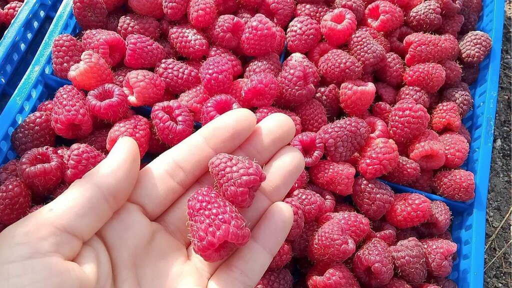 Bulgarian farmers call on the state to help them access markets