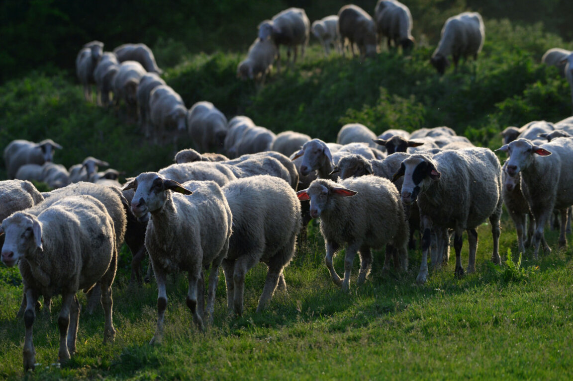 Kina ndalon importin e kafshëve dhe produkteve shtazore nga Bullgaria