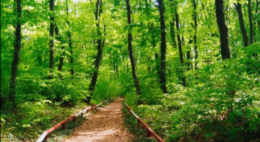 Devlet Orman ve Av İşletmesi çalışanları maaşlarına zam yapılacak