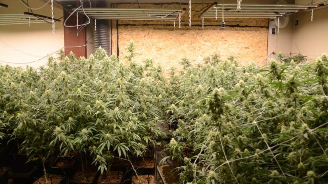 Une serre de cannabis démantelée à Sofia