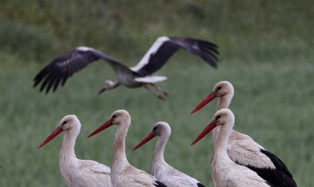 Leyleklerin güneye doğru göçü başladı